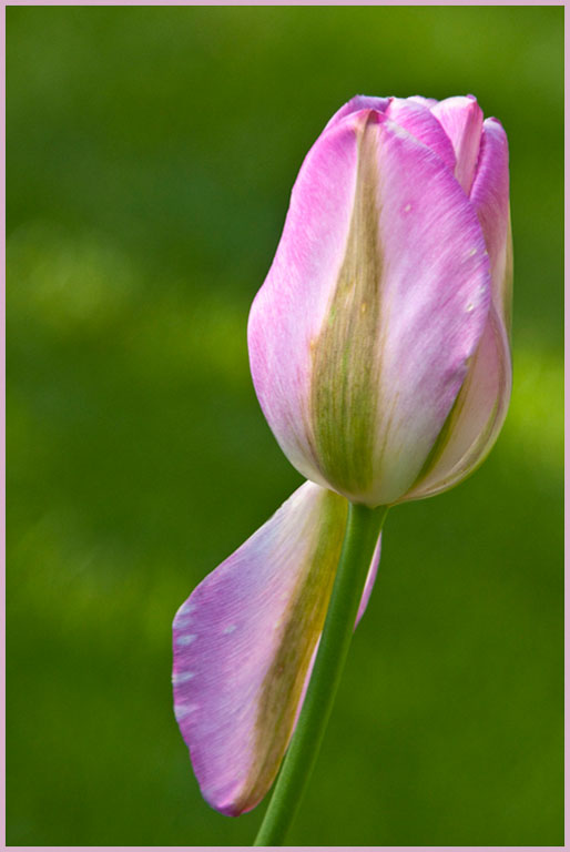 Tulip copy